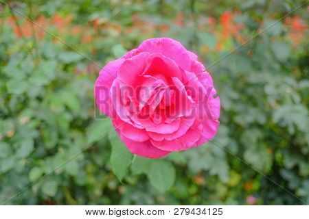 Close Up Floribunda Flowers In Phu Phing Palace Chiang Mai Thailand