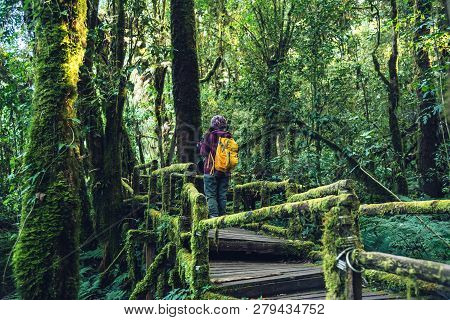 Asian Woman Travel To Study Nature In The Rainforest. Is Taking Pictures On The Bridge With Many Bea
