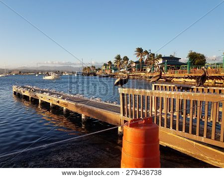 Pelicans And Pier In La Guancha In Ponce, Puerto Rico