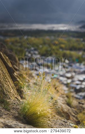 Flower On The Mountain With City Scape Background