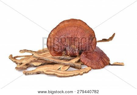 Ganoderma Lucidum Isolated On The White Background.