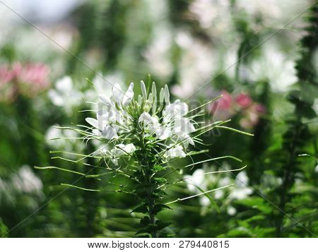 Cleome Flower Or Spider Flower Bloomig In Garden
