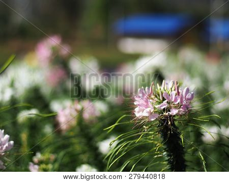 Cleome Flower Or Spider Flower Bloomig In Garden