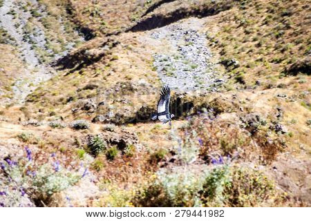 Andean Condor Vultur Gryphus Flying In The Colca Canyon, Peru