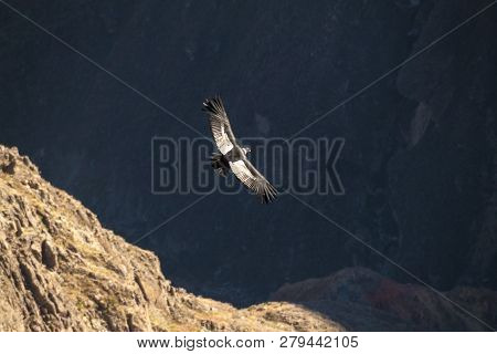 Andean Condor Vultur Gryphus In The Colca Canyon, Peru