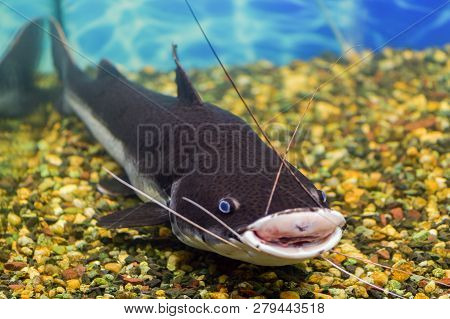 Red-tailed Catfish In An Aquarium With A Wound On The Lip, Catfish Caught