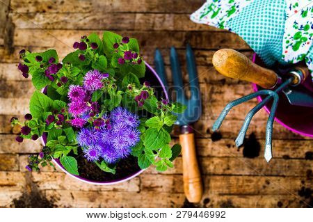Potted Flower And Gardening Tools Top View