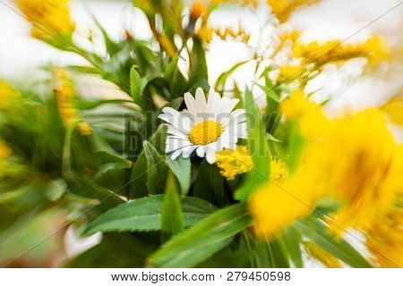 Bouquet Of Camomiles At Sunlight. Cozy Summer Morning At Home. Natural Cute Background, Shooted With