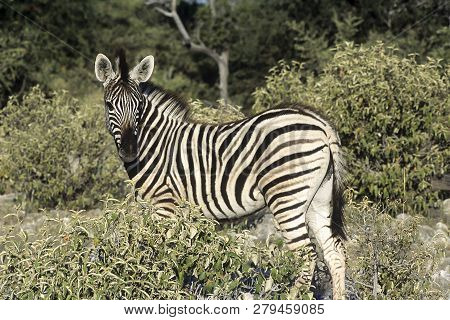 Plains Zebra, (equus Burchellii), Africa, Namibia, Oshikoto, Etosha National Park