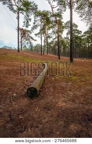 Long Bare Scots Pine Tree Trunk Without Branches Lies On The Ground In A Dutch Forest. The Photo Was