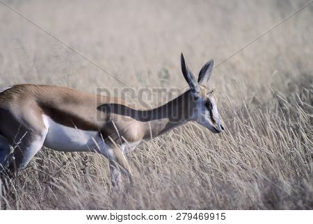 Springbok, (antidorcas Marsupialis), Africa, Namibia, Oshikoto, Etosha National Park