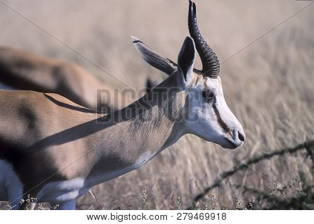 Springbok, (antidorcas Marsupialis), Africa, Namibia, Oshikoto, Etosha National Park
