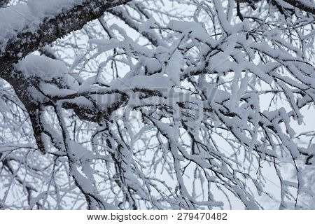 Fairy Winter Forest In Zyuratkul National Park.