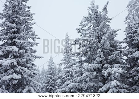 Fairy Winter Forest In Zyuratkul National Park.