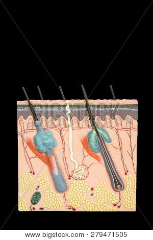 Artificial Model Human Skin Tissue Isolated On Black Background