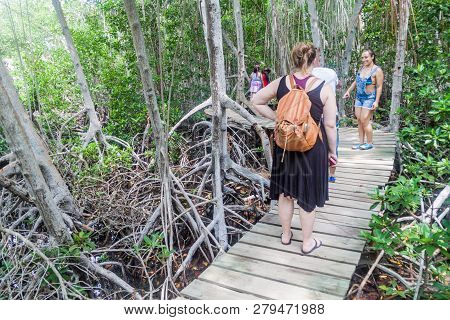 San Bernardo, Colombia - August 31, 2015: Tourists Walk Through Mangrove Forest On Palma Island Of S