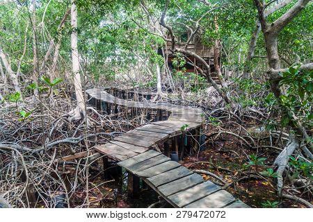 Boardwalk Through Mangrove Forest On Palma Island Of San Bernardo Archipelago, Colombia