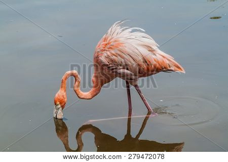 Flamingo On Palma Island Of San Bernardo Archipelago, Colombia