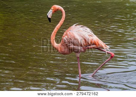 Flamingo On Palma Island Of San Bernardo Archipelago, Colombia