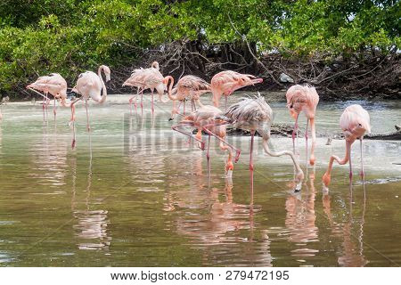 Flamingos On Palma Island Of San Bernardo Archipelago, Colombia