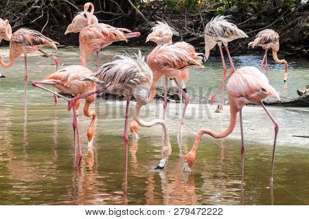 Flamingos On Palma Island Of San Bernardo Archipelago, Colombia