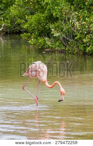 Flamingo On Palma Island Of San Bernardo Archipelago, Colombia