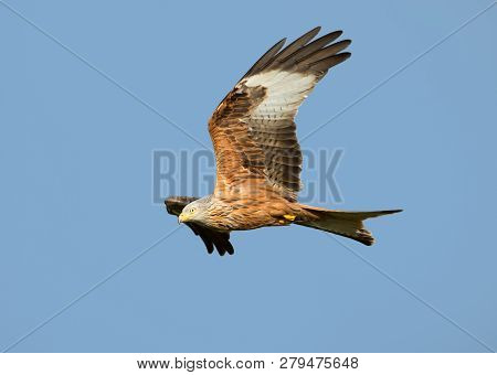 Red Kite (milvus Milvus) In Flight Against Clear Blue Sky, Uk.