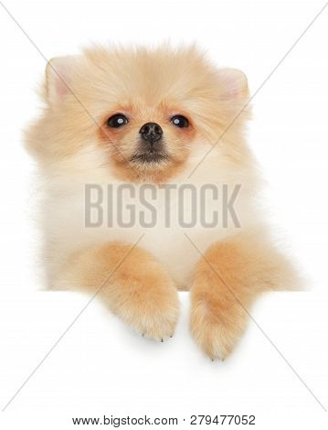 Pomeranian Spitz Puppy Above Banner, Isolated On White Background