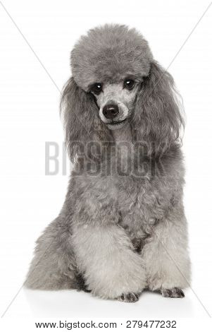 Portrait Of Gray Poodle On White Background. Animal Themes
