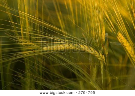Grano