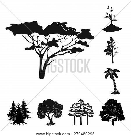 Vector Design Of Tree  And Forest Icon. Set Of Tree  And Green Vector Icon For Stock.