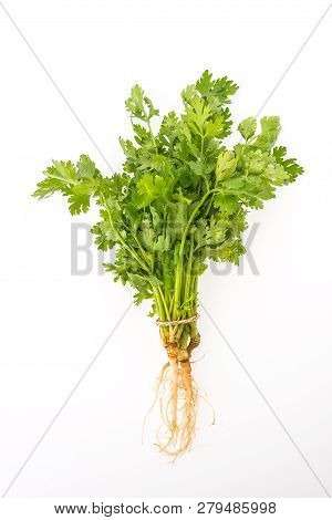 Green Coriander Vegetables Isolated On White Background