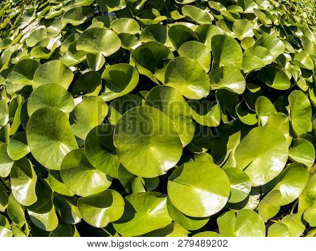 Duckweed (lemnoideae) In A Pond In The Sunny Day, Fisheye Image