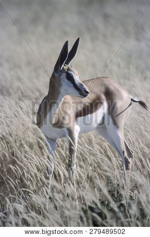 Springbok, (antidorcas Marsupialis), Africa, Namibia, Oshikoto, Etosha National Park