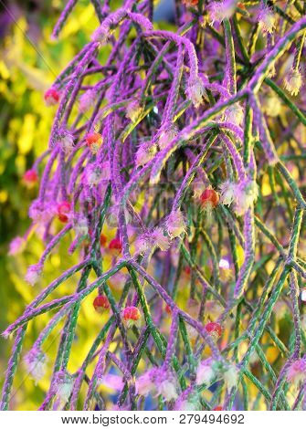 Flowering Cactus Rhipsalis Pilocarpa In The Greenhouse With An Unusual Backlight