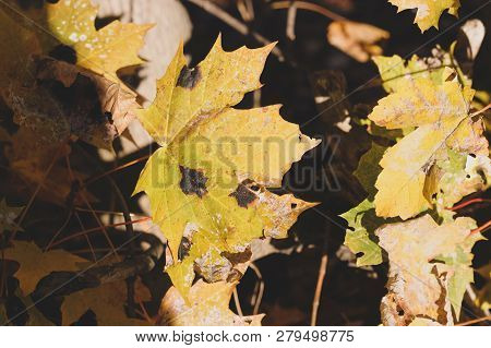 Autumn Orange Maple Leaves With Black Spots Disease. Rhytisma Acerinum Illness Of Maples Trees