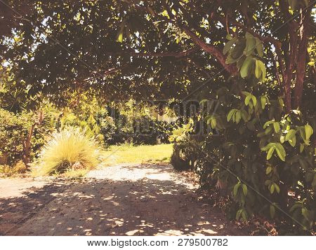 Green Plants On The Road In Rishon Le Zion.