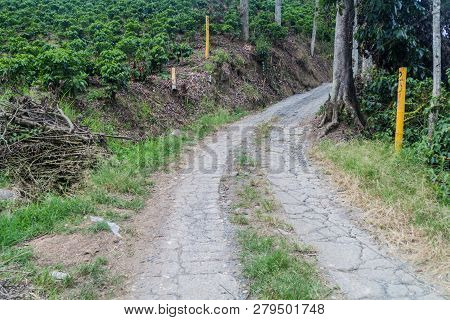 Road Through Coffee Plantantions Near Manizales, Colombia