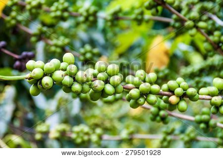 Detail Of Coffee Berries At A Plantantion Near Manizales, Colombia