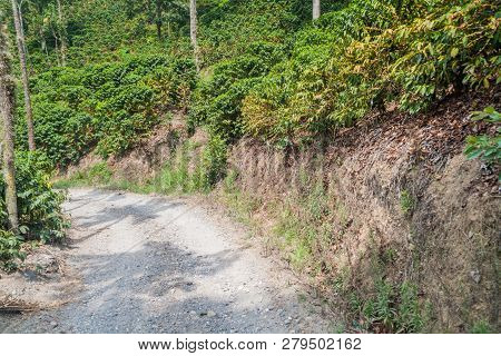 Road Through Coffee Plantantions Near Manizales, Colombia