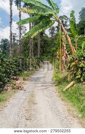 Road Through Coffee Plantantions Near Manizales, Colombia