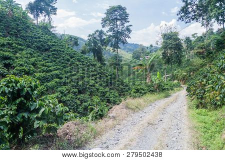 Road Through Coffee Plantantions Near Manizales, Colombia