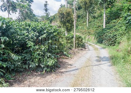 Road Through Coffee Plantantions Near Manizales, Colombia