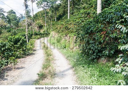 Road Through Coffee Plantantions Near Manizales, Colombia