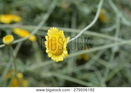 Yellow Chamomile Sancti-johannis - Latin Name - Cota Tinctoria Subsp. Sancti-johannis (anthemis Sanc