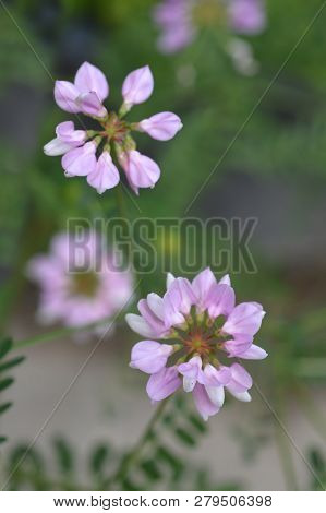 Purple Crown Vetch - Latin Name - Securigera Varia (coronilla Varia)
