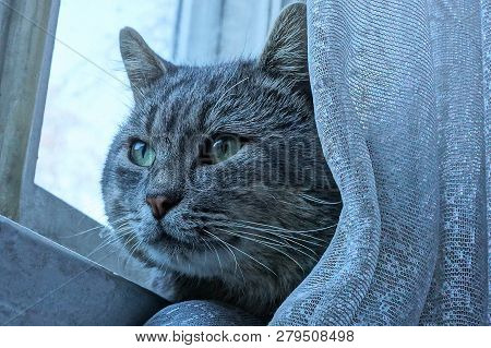 Gray Cat Sits Behind A White Curtain By The Window