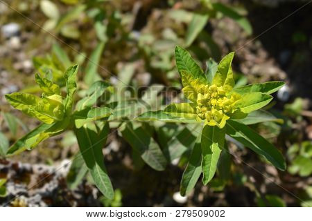 Cushion Spurge Yellow Flowers - Latin Name - Euphorbia Epithymoides (euphorbia Polychroma)