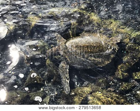 Sea Turtle In Water On The Big Island