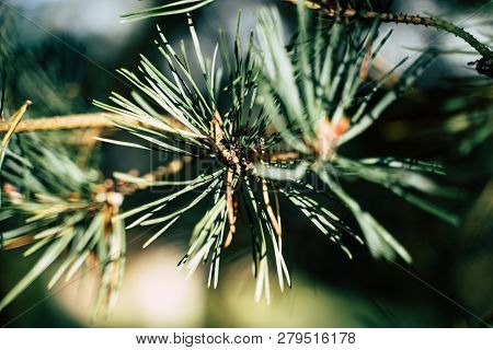 Closeup View Of The Spruce Needles